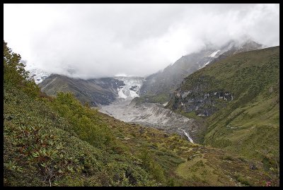 Glacier and rhododendron forest