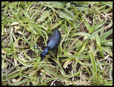 Black oil beetle (Meloe proscarabaeus)