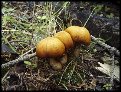 Fungi 3