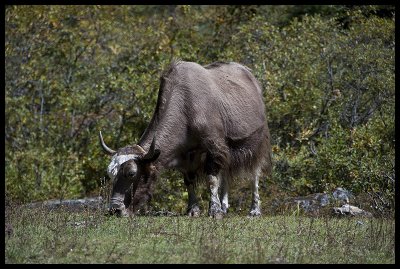 Yak