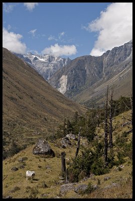 Ascending to camp below Sinche La