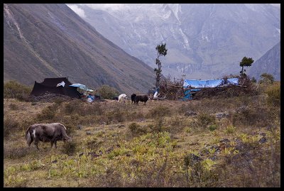 Yak herders encampment