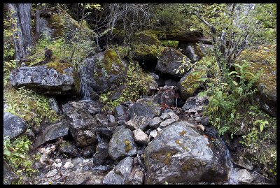 Mossy creek