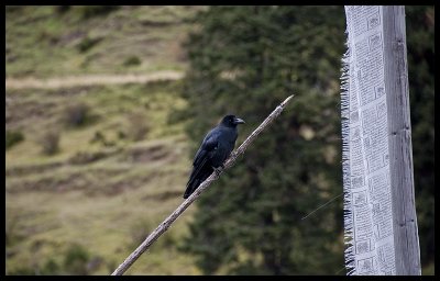 Tibetan raven 1