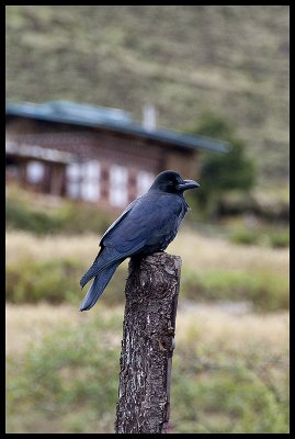 Tibetan raven 2
