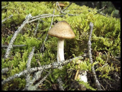 Fungi