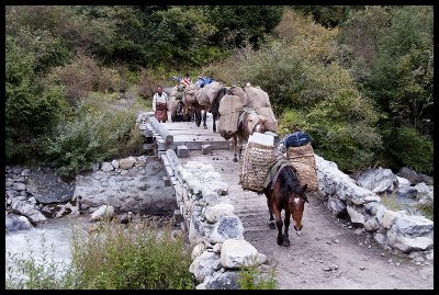 Mule train crossing a bridge