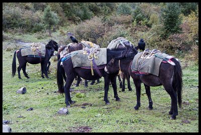 Mules and ravens
