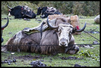 First yak portrait