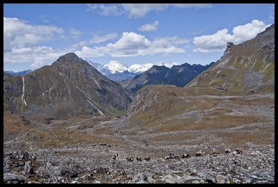 Yaks ascending to Tsemo La