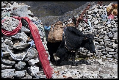 Yak crossing Tsemo La 2