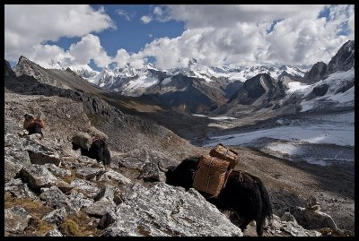 Yaks descending from Karchung La