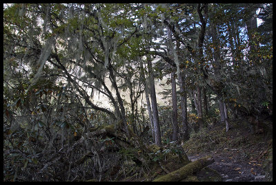 Walking through forest on the valley floor to camp in a clearing called Tarina