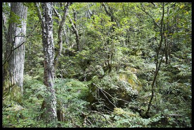 Ascending through forest to Woche