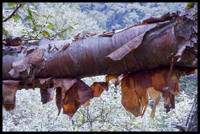 Himalayan red birch