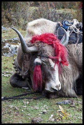 Yak portrait 1