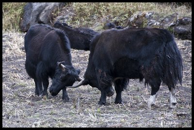 Young yak bulls practice for the future