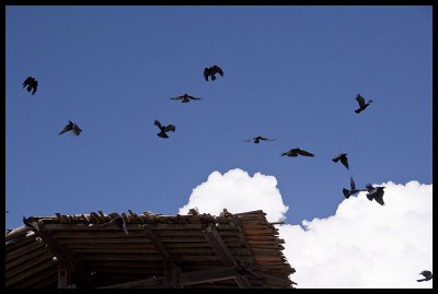 Tibetan ravens at Tshozhong Dzong 1