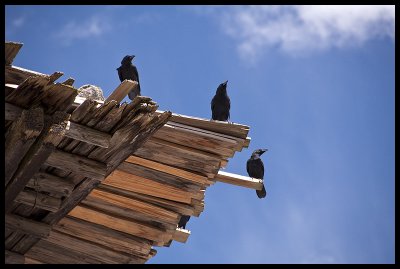 Tibetan ravens at Tshozhong Dzong 2