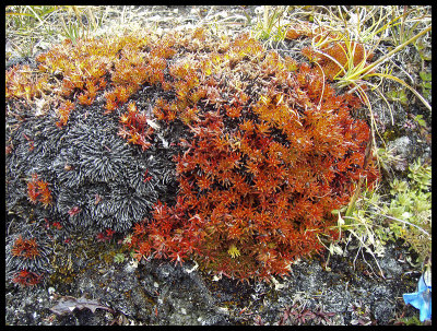 High altitude vegetation 4