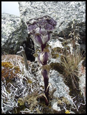 High altitude vegetation 5