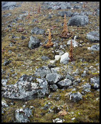 High altitude vegetation 7