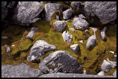 Moss and rocks