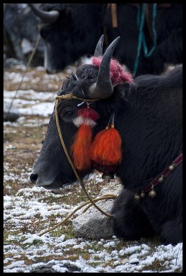 Yak portrait 4