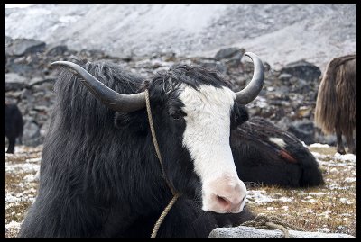 Yak portrait 5