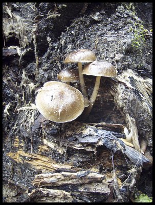 Fungi 1