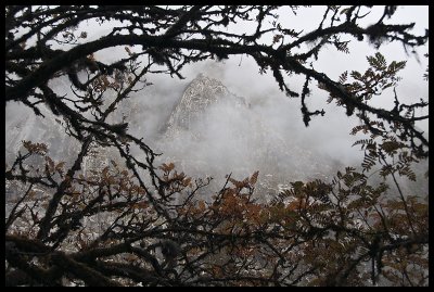 Misty mountains through the trees