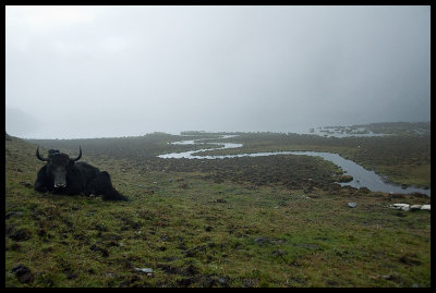 Wet yak in the mist