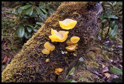 Fungi 6