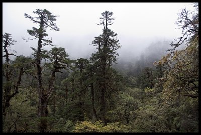 The wet forest 1