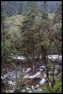 Precarious tree