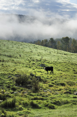 Meadow