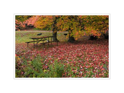 Ground Cover