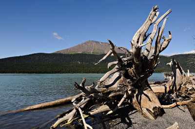 Driftwood