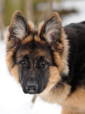 Luke In The Snow (Feb 08)