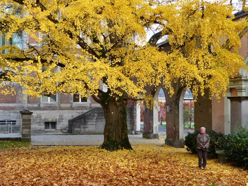 Gingko biloba, arbre aux 40 cus.