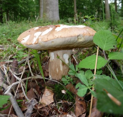 Bolet en Forêt de Soignes.