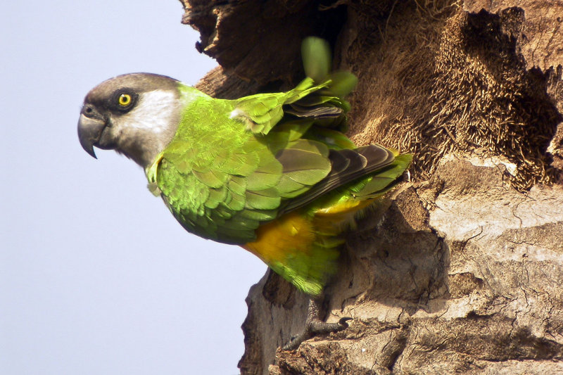 Senegal Parakeet, Tanji, The Gambia