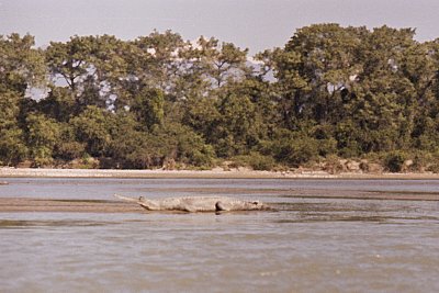Chitwan
