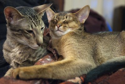 Cats - The Netherlands