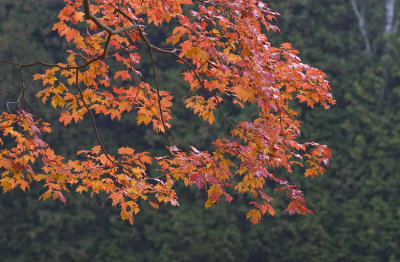 CRW_9386.jpg
