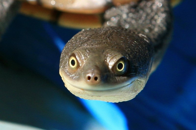 Eric The Eastern Long necked Turtle