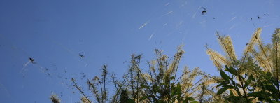 Spiders!