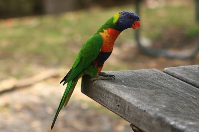 Rainbow Lorikeet