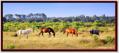 Le Teich - Parc Naturel Rgional