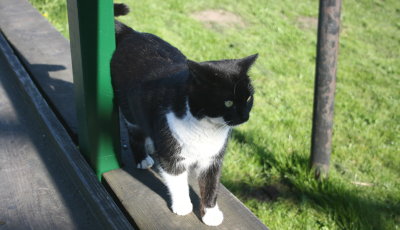 Cat @ Windmill Village